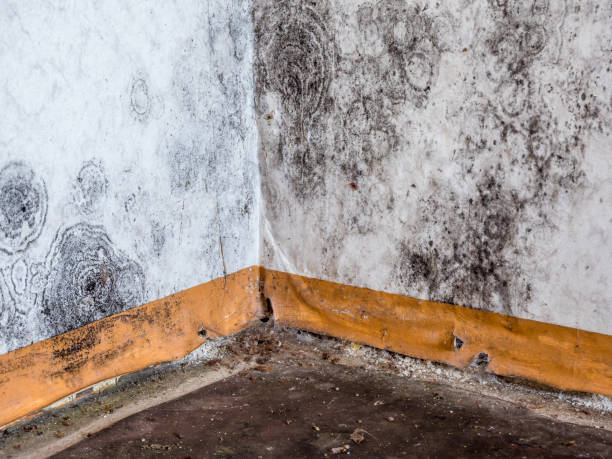 Best Mold removal after water damage  in Jal, NM